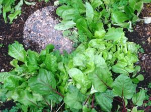 3-24-15Lettuce&Beetsinsidearch#1